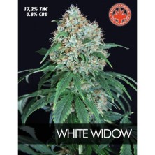 Pure Seeds White Widow 5 unids