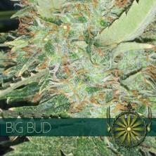 Vision Seeds Big Bud 10 unids