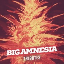 Big Amnesia (6 unid)