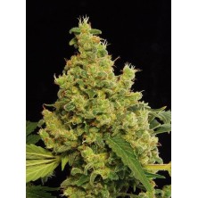 Dinafem Blue Hash 5unid