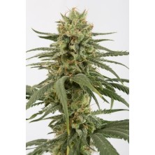 Dinafem Amnesia CBD 5 unids