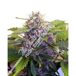 Joint Doctor´S Purple Ryder...