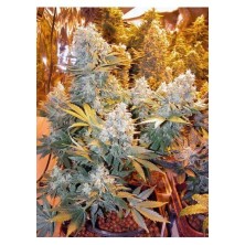 Serious Seeds Double Duth 1unid