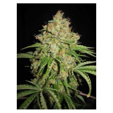 Serious Seeds Auto White Russian 6 unid