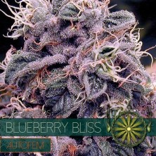 Vision Seeds Blueberry Bliss Auto 3 unids