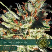 Vision Seeds Delhi Cheese Auto 3 unids