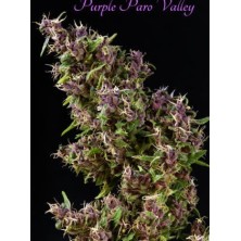 Mandala Seeds Purple Paro Valley 3 unids