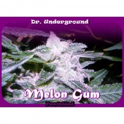 Dr Underground Melon Gum 8Und Fem.