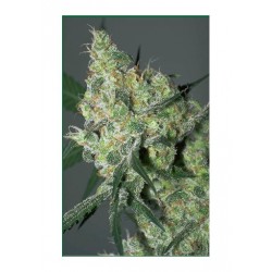 Serious Seeds White Russian 6 unids