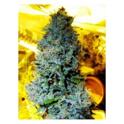 Serious Seeds White Russian 10 unids (R)