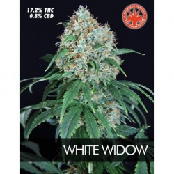 Pure Seeds White Widow 3 unids
