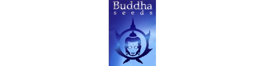 BUDDHA SEEDS
