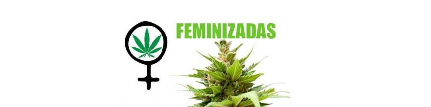 FEMINIZADAS SENSI SEEDS